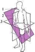 Ch 2 General Anatomy And Radiographic Positioning Terminology