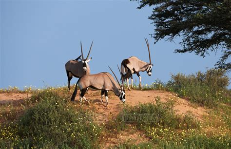 Travel Pictures Oryx Kgalagadi Transfrontier Park Gemsbok