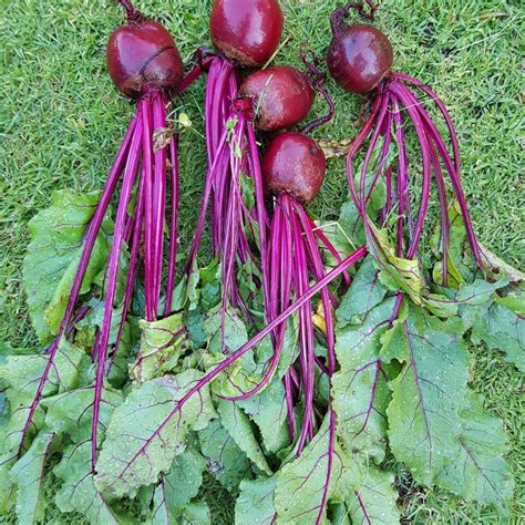 Buy Chukandar Vegetable Seeds Pack Of 100 Seeds Online ₹149 From