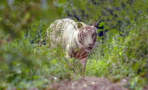 White Tiger India | History of White Tiger