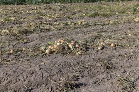 A Field With A Ripe Onion Harvest During The Food Harvest Stock Photo