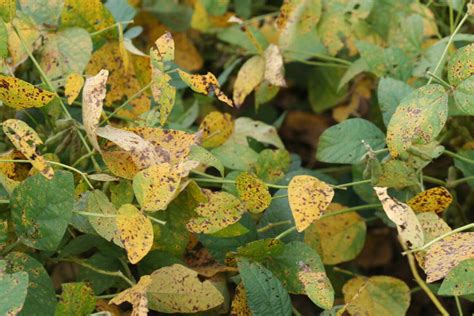 Septoria Brown Spot Soybean Disease Soybean Research Information