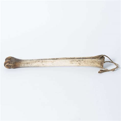 An Ancient Humerus Pierced for Suspension