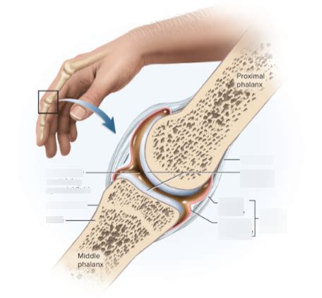 Synovial Joint Diagram | Quizlet