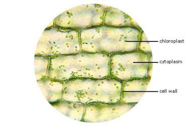 Elodea Leaf Cell Under Microscope Plant Cell Cell Wall Biology