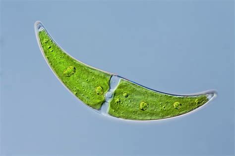 Closterium Sp Green Alga Photograph By Gerd Guenther Pixels