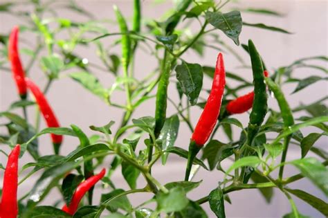 Premium Photo Fresh Red Chili Pepper Plant