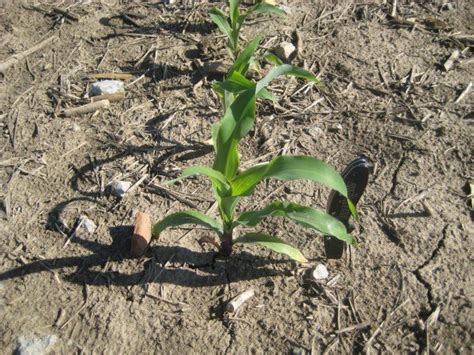 Early Stages In The Life Of A Corn Plant Ohio Ag Net Ohios Country