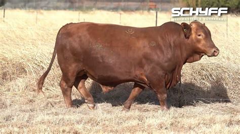 Lot 31 Schyff Beefmasters 3 Aug 2021 Youtube