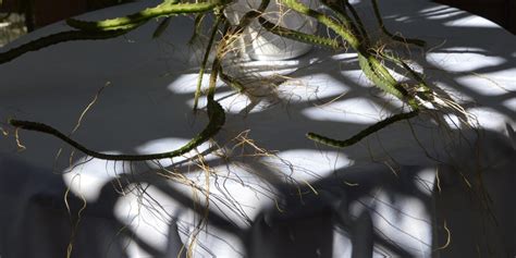 Selenicereus Grandiflorus Epiphytic Cacti