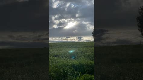 3 метровый гусь с мексиканскими усами по имени Соня - YouTube