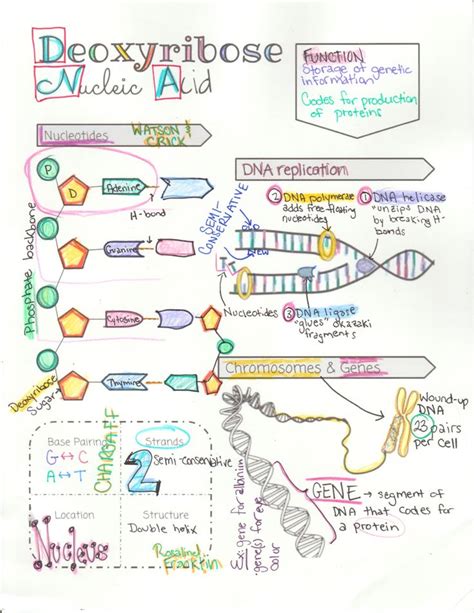 Dna Structure Function And Replication Sketch Notes Teaching Biology