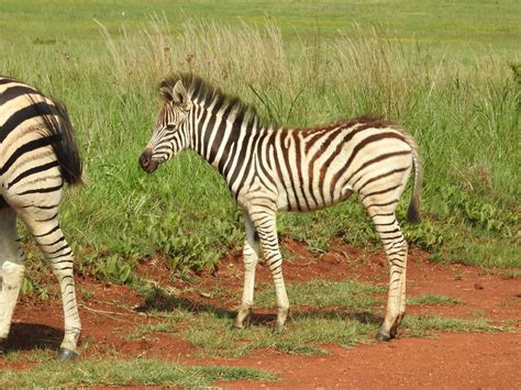 Just A Babe Norm Johnson Flickr