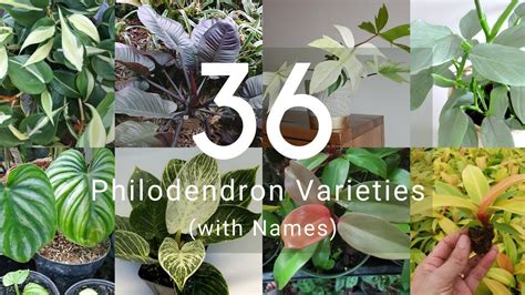 36 Philodendron Varieties With Identification Youtube