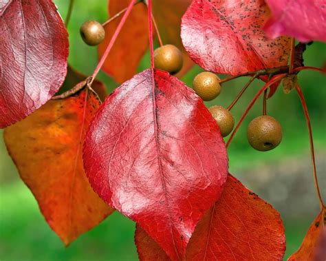 Photo Of The Fruit Of Callery Pear Pyrus Calleryana Posted By