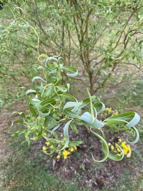 Corkscrew Willows Don’t Get Enough Love So Pretty And Fun R Gardening