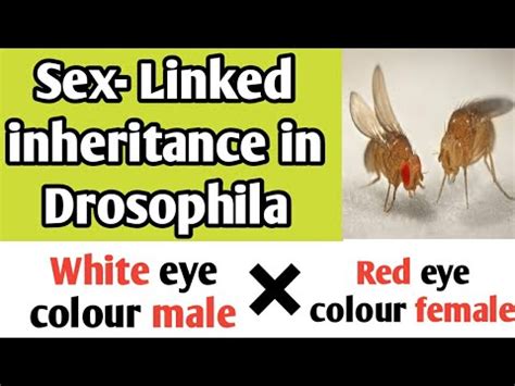 Sex Linked Inheritance In Drosophila Melanogaster Fruit Fly Eye