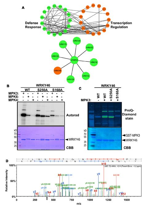 Regulation Of Wrky46 Transcription Factor Function By Mitogen Activated Protein Kinases In