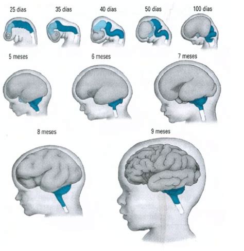 Maduraci N Cerebral Mind Map