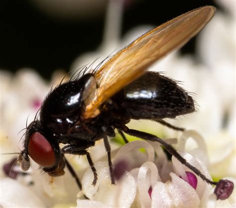 Diptera Info Discussion Forum Lonchaea Sp PAUL BEUK SW Spain