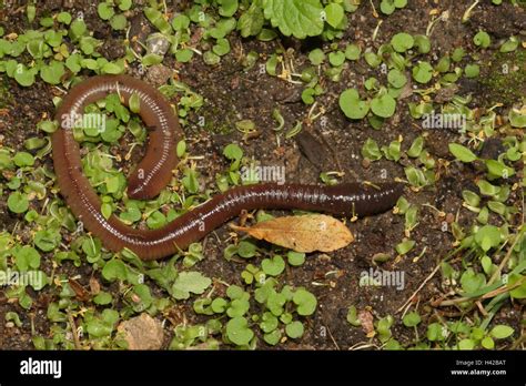 Common Earthworm Lumbricus Terrestris Hi Res Stock Photography And