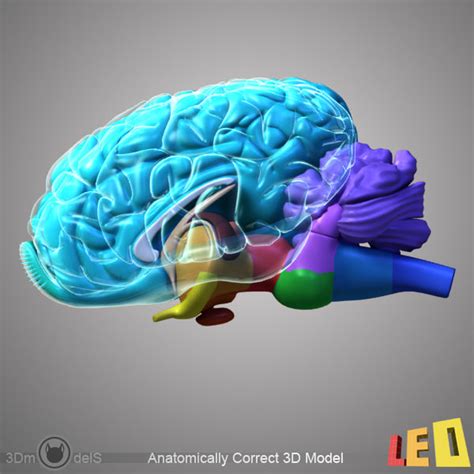 3d Horse Brain Model