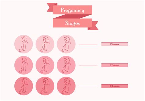 Pregnant Mom Stages Download Free Vector Art Stock Graphics And Images