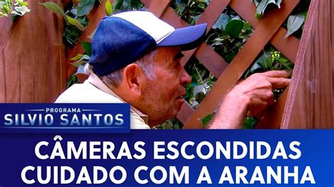 C Meras Escondidas Cuidado A Aranha Calango Do Cerrado