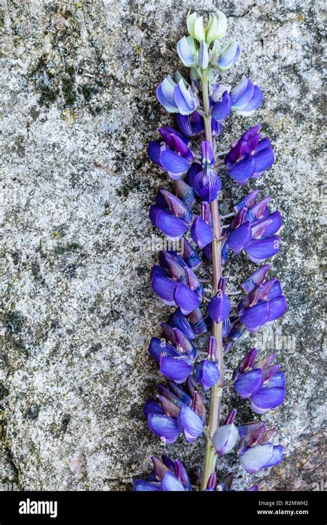 Multi Leaved Lupine Hi Res Stock Photography And Images Alamy