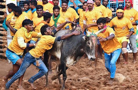 ஜல்லிக்கட்டுக்கு தடை இல்லை தமிழ்நாடு அரசின் சிறப்புச் சட்டம் செல்லும்