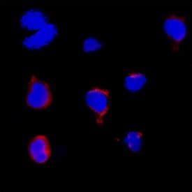 Mouse Patched Ptch Antibody Mab R D Systems