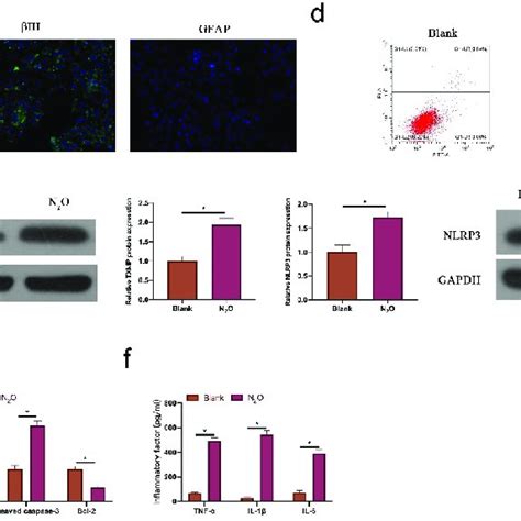 N 2 O induced neuronal injury in vitro. A: Representative images of ... 