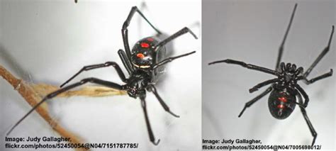 Black And Red Or Dark Orange Spiders With Pictures Identification