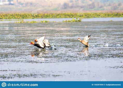 Flock Of Migratory Red Crested Pochard Flying On Lake Freshwater And