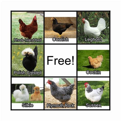 Chicken Breed Bingo Card