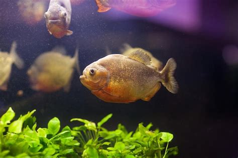 Premium Photo Tropical Red Piranha Serrasalmus Nattereri In Natural