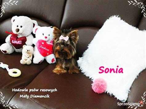 Ultra Mini Xxs Yorkshire Terrier York Dziewczynka Rodow D Ary