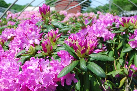Evergreen Shrubs - Planters' Choice