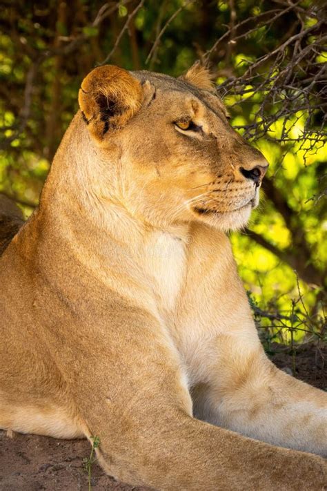 Close Up Of Lioness Lying Staring Under Bushes Stock Image Image Of