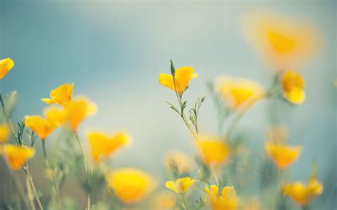 Yellow Flowers Wallpapers And Backgrounds K Hd Dual Screen