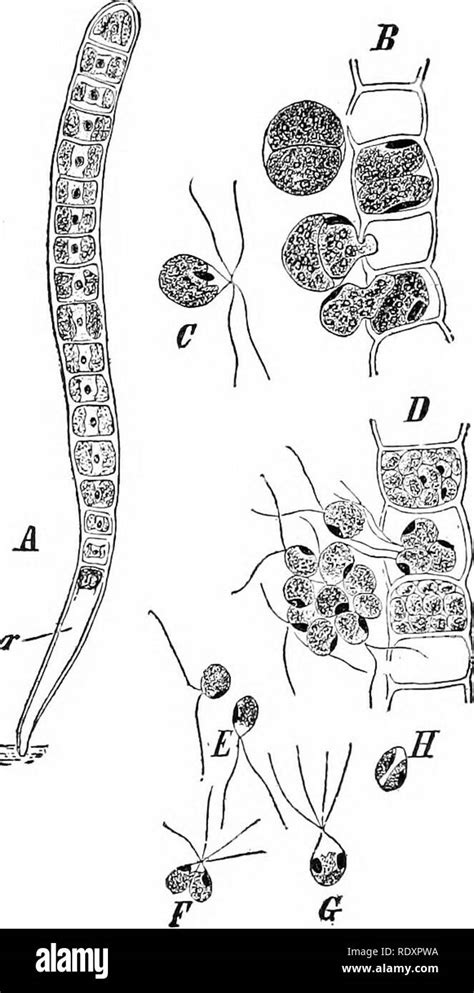 Zoospores zoo spores hi-res stock photography and images - Alamy