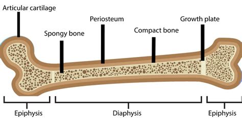 Growth Plate Injuries Proactive Physical Therapy