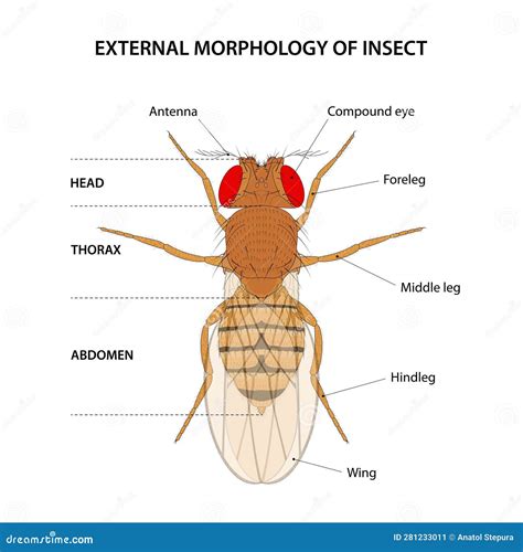 External Morphology of Insect (fruit Fly) Stock Vector - Illustration ...