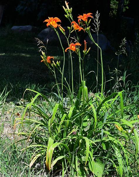 Hemerocallis Fulva Page