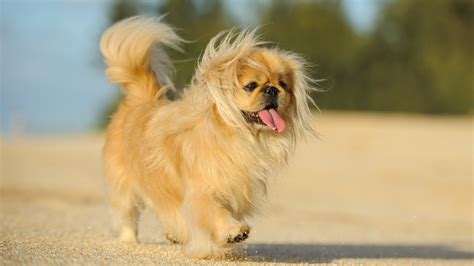 Pekingese Dog Breed Temperament Health Problems Puppies Lifespan