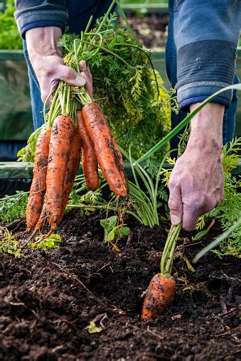 Carrot Soils Pictures | Download Free Images on Unsplash