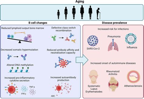 Frontiers The Dynamics Of B Cell Aging In Health And Disease