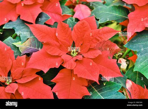 closeup of Red colored poinsettia leaves Stock Photo - Alamy