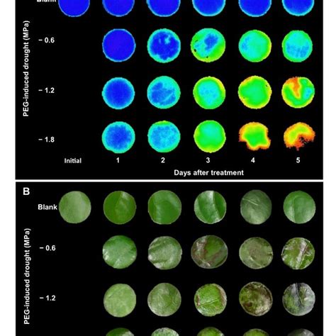 Chlorophyll Fluorescence Image A And Leaf Appearance Correspond To