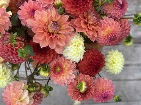 Best Dahlias for Cut Flowers: 5 Top Varieties to Grow — Lynsey Taulbee